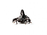 giant-forest-scorpion (2)